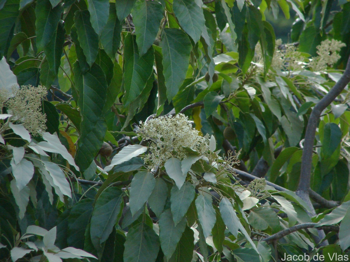 Aleurites moluccanus (L.) Willd.